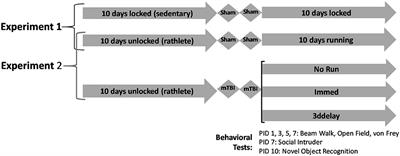 Recovery From Repeat Mild Traumatic Brain Injury in Adolescent Rats Is Dependent on Pre-injury Activity State